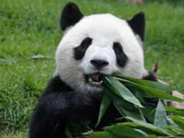 Edinburgh Zoo's Giant Panda Conceived