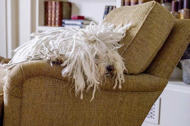 Meet Beast, Mark Zuckerberg's Adorable Dog Who Likes 'Herding Sheep'