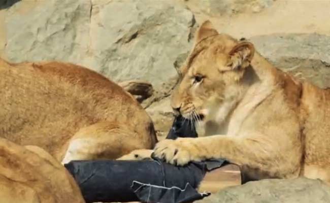 Japan Zoo Makes Wild Fashion Statement with Lion-Ripped Jeans