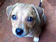 Goa: Dog Blown up After Chewing Crude Bomb