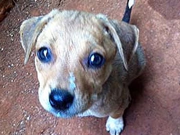 Goa: Dog Blown up After Chewing Crude Bomb 
