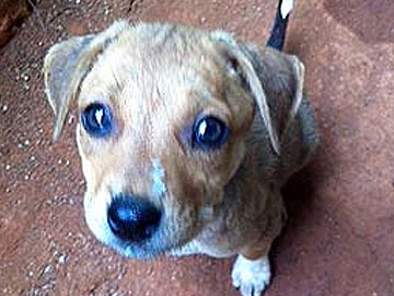 Goa: Dog Blown up After Chewing Crude Bomb 