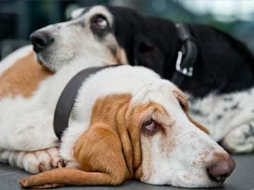 Dogs Get Especially Jealous of Other Dogs: Study