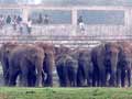 West Bengal Considers Temporary Birth Control to Control Elephant Population