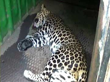 Man-Eating Leopard Caught After Three Months in Tamil Nadu