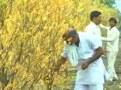 Poor Monsoon Sours Hope for Orange Farmers in Madhya Pradesh