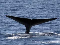 US Whale Watching Boat Stranded Overnight at Sea