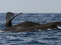 Japan Kills 333 Whales In Annual Antarctic Hunt