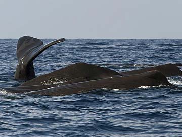 Whales are Engineers of Ocean Ecosystems