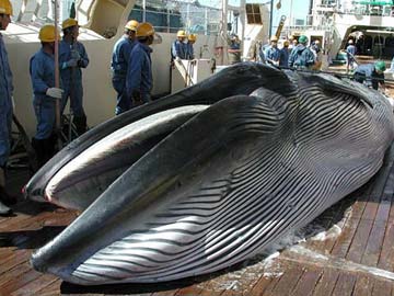 Japan Wraps Up Pacific Whale Hunt