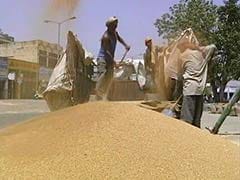 Rise in Temperature Impacting India's Wheat Production: Study