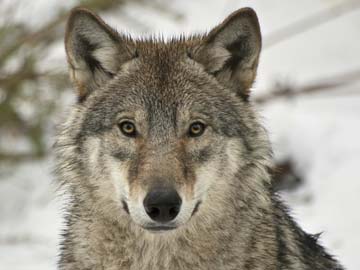 Yawning Contagious in Wolves Too