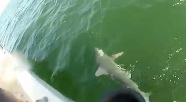 Caught on Camera: Fish Swallows Shark in Just One Bite