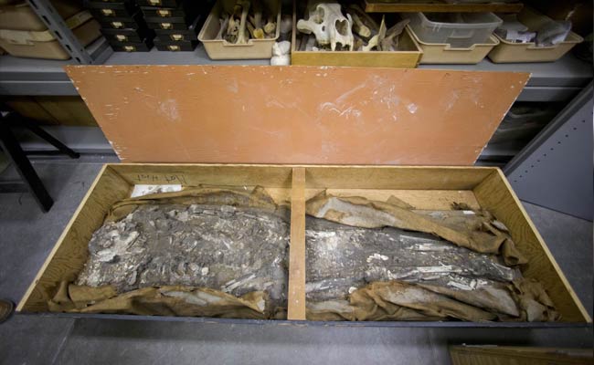 Museum to Display 6,500-Year-Old Human Skeleton