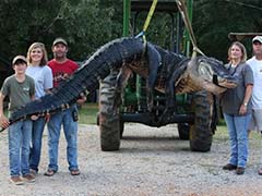 Family Captures 15-Foot Alligator in Alabama, US