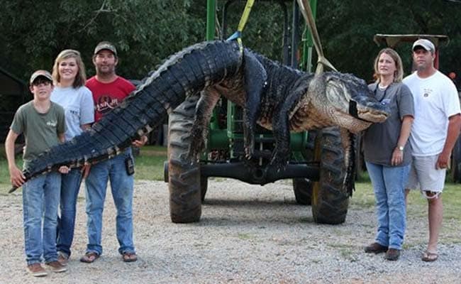 15-Foot Alligator Caught by a Family in Alabama Sets World Record 