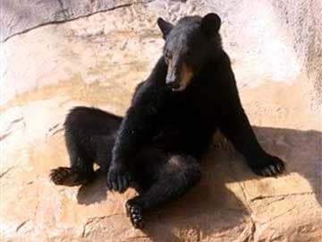 Bear Escapes Habitat at Texas zoo; No One Hurt 