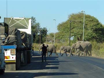 Botswana, a Rare Refuge for Elephants 