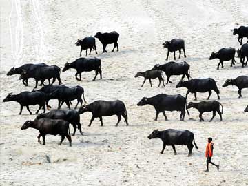 At Least 52 Stampeding Buffaloes Killed in Zambia