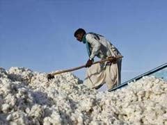 Government Eases Export Rules for Cotton, Yarn