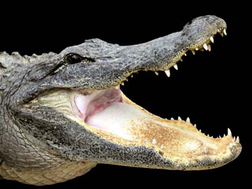 Fears Crocodile Named Michael Jackson Killed Fisherman