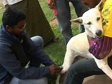 In Karnataka, a Drive to Save Dogs Helps Save Tigers