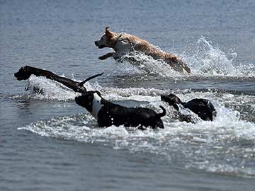 Life's a Beach for Italy's Dogs