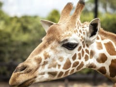 16-Month-Old Baby Killed In Rare Giraffe Attack In South Africa