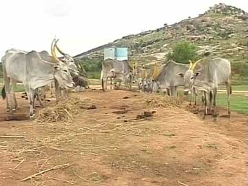 Karnataka Running Out of Fodder, Its Livestock May Face Starvation