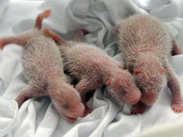 Chinese Zoo Unveils World's 'First' Surviving Panda Triplets