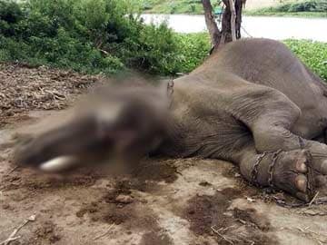 Two Elephants Found Dead in Tamil Nadu Reserve Forest