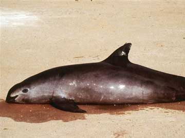 China Bladder Trade Sending Porpoise to Extinction 