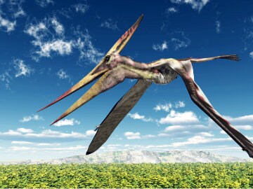 Ancient Flying Reptile's Head Crest Looked Like a Yacht's Sail