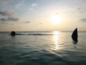 Spain's Largest Hotel Chain Joins Shark Fin Ban