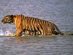 In Maharashtra Tiger Reserve, Zero Poaching, Thanks to a Special Force
