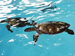 Endangered Sea Turtles Left Stranded in Gujarat