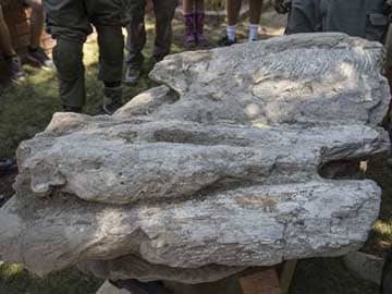 Rare Whale Fossil Pulled from California Backyard 
