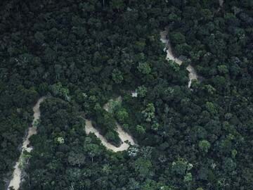 Brazil Makes Progress on Saving Forests, Indonesia Risks Setbacks: Report Brazil Makes Progress on Saving Forests, Indonesia Risks Setbacks: Report