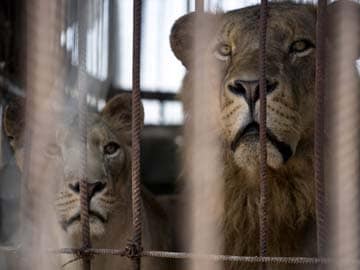 Animals Caught in Crossfire, Trapped at Gaza Zoo