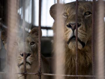 Animals Caught in Crossfire, Trapped at Gaza Zoo