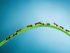 Ants Can Save Earth From Global Warming, Claims Study