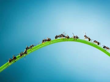 Ants Can Save Earth From Global Warming, Claims Study