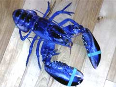 Maine Lobsterman Catches Rare 'One-in-Two-Million' Blue Lobster