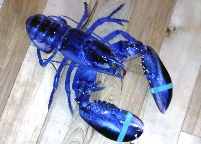 Maine Lobsterman Catches Rare 'One-in-Two-Million' Blue Lobster