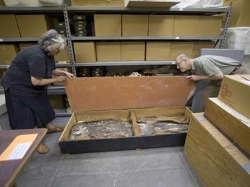 Museum to Display 6,500-Year-Old Human Skeleton 