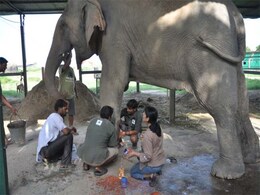A Rescue Story Like No Other: Former Wild Elephant is Now a Professional Artist A Rescue Story Like No Other: Former Wild Elephant is Now a Professional Artist