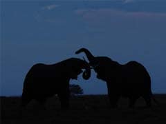 100,000 Elephants Killed in Africa, Study Finds
