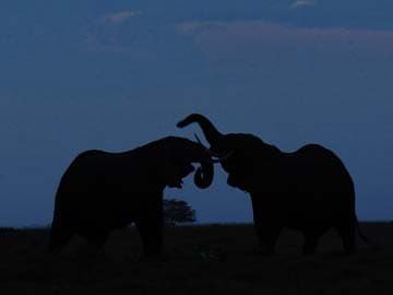 100,000 Elephants Killed in Africa, Study Finds