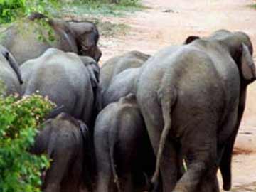 Elderly Man Injured after Elephants Throw Him Around