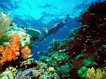 Australia Warns of Poor Outlook for Great Barrier Reef